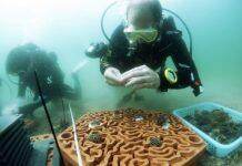 香港大学建筑与海洋生物学者合作研制创新3D打印人工礁盘