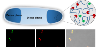 上海交大生命科学技术学院科研团队在人工无膜细胞器研究方面取得新进展