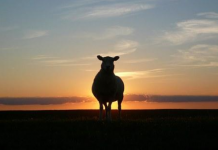 申请美国的大学需要什么样的条件?