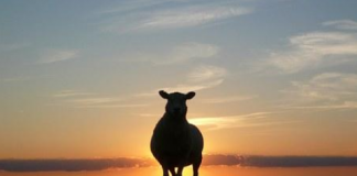 申请美国的大学需要什么样的条件?