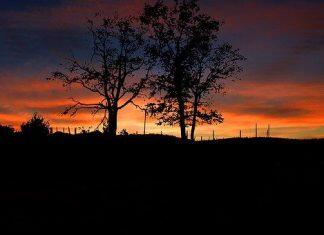 留学新西兰:想知道新西兰研究生怎么申请吗?