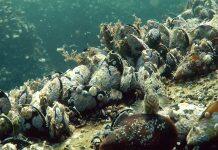 英国赫尔大学研究表明软体动物体内塑料微粒含量最高