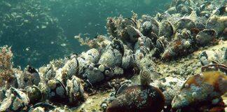 英国赫尔大学研究表明软体动物体内塑料微粒含量最高