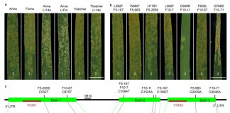 瑞士苏黎世大学揭示膜结合锚蛋白赋予小麦叶锈病小种专化抗性