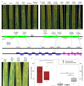 瑞士苏黎世大学揭示膜结合锚蛋白赋予小麦叶锈病小种专化抗性