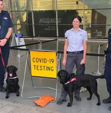 澳大利亚机场部署新冠嗅探犬,阿德莱德大学助力病毒筛查试验!