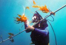 美国南加利福尼亚大学科学家可能已开启以海带作为主要生物燃料来源的大门