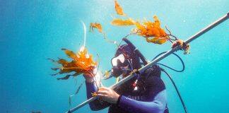 美国南加利福尼亚大学科学家可能已开启以海带作为主要生物燃料来源的大门