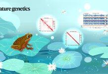澳门大学在三维基因组构象分析取得重大进展