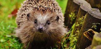 赫尔大学致力于创建对刺猬友好的校园