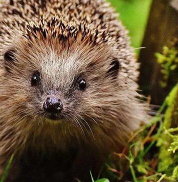 赫尔大学致力于创建对刺猬友好的校园