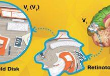 上海纽约大学首席科学家成功构建首个视网膜拓扑投射图数学模型