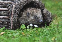 英国赫尔大学在爱护刺猬的校园计划中获得铜奖