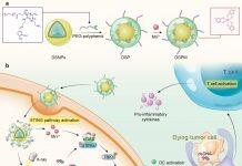 澳门大学成功开发一款新型金属多酚网络能提升肿瘤治疗效果