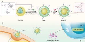 澳门大学成功开发一款新型金属多酚网络能提升肿瘤治疗效果