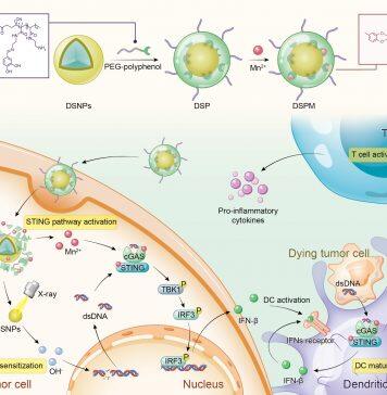 澳门大学成功开发一款新型金属多酚网络能提升肿瘤治疗效果