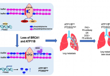 澳门大学研究团队在研究乳腺癌转移上取得重大进展