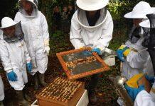 英国金斯顿大学专家探索新技术以解决环境污染所造成的蜜蜂数量减少问题