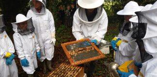 英国金斯顿大学专家探索新技术以解决环境污染所造成的蜜蜂数量减少问题