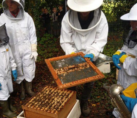 英国金斯顿大学专家探索新技术以解决环境污染所造成的蜜蜂数量减少问题