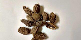 新加坡国立大学研究发现:黑豆蔻可以有效对抗肺癌细胞