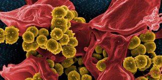 解惑:抗生素,超级细菌,人类与细菌的生存竞赛