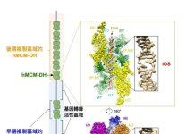 研究揭示DNA解旋机制 为癌症治疗带来新曙光
