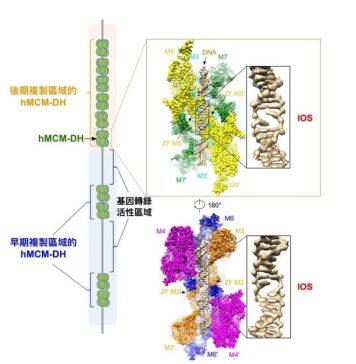 研究揭示DNA解旋机制 为癌症治疗带来新曙光