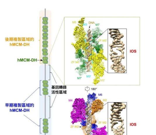 研究揭示DNA解旋机制 为癌症治疗带来新曙光