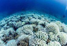 隐藏深海的热浪对珊瑚礁构成威胁