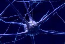 耗资1170万美元打造南加州大学新科研中心 为神经系统研发开源可植入设备