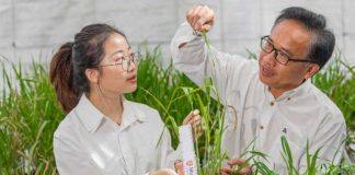 澳大利亚莫道克大学科学家研发新型大麦基因应对气候变化