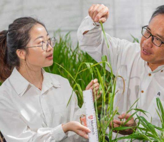 澳大利亚莫道克大学科学家研发新型大麦基因应对气候变化