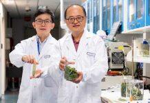 新加坡南洋理工大学开发一种新技术可将废弃的羽衣甘蓝再度利用