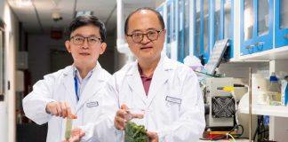 新加坡南洋理工大学开发一种新技术可将废弃的羽衣甘蓝再度利用