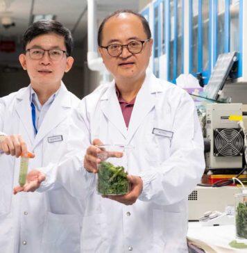 新加坡南洋理工大学开发一种新技术可将废弃的羽衣甘蓝再度利用