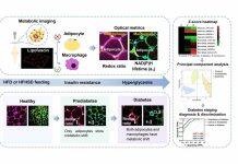 澳门大学开发创新检测技术筛查早期糖尿病
