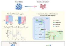 蒋卫团队揭示脂肪酸代谢调控内胚层分化的分子机制