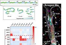 澳大开发天然寡糖生物材料促毛发再生