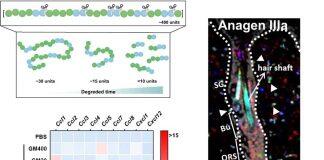 澳大开发天然寡糖生物材料促毛发再生
