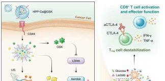 澳门大学新型纳米药提高治疗肿瘤效果