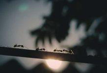 澳大利亚莫道克大学研究员发现蚂蚁活动对法医调查的重要性