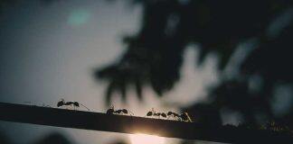 澳大利亚莫道克大学研究员发现蚂蚁活动对法医调查的重要性