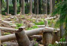 GSB观点|一种可能有助于保护世界热带丛林的新型贸易协议