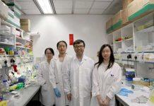 香港科技大学研究揭示IGF2分泌通路如何调控肌肉干细胞分化机制