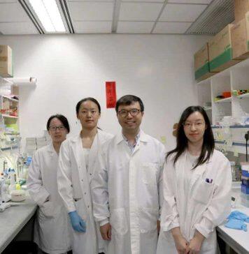 香港科技大学研究揭示IGF2分泌通路如何调控肌肉干细胞分化机制