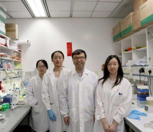 香港科技大学研究揭示IGF2分泌通路如何调控肌肉干细胞分化机制