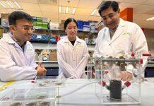 新国大和SCELSE科学家发现植物激素可促进植物生长30%