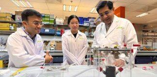 新国大和SCELSE科学家发现植物激素可促进植物生长30%