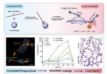 黄卫华课题组在纳米电化学定量监测沮丧吞噬ROS/RNS泄露方面获得新进展